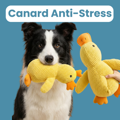 Canard Anti-Stress