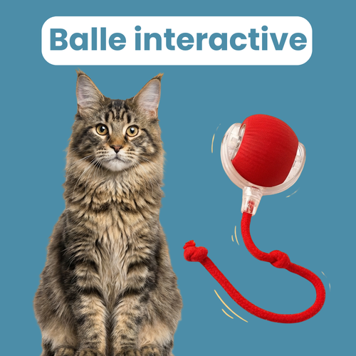 Balle Interactive